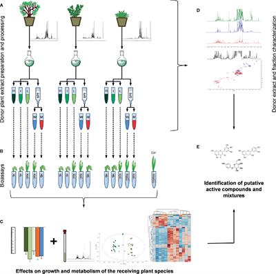 Frontiers | Identification of Potential Allelochemicals From Donor ...