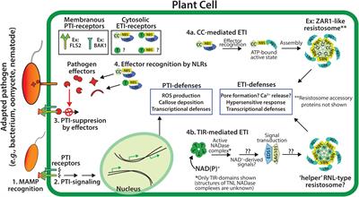 Frontiers | Enzymatic Functions for Toll/Interleukin-1 Receptor Domain ...