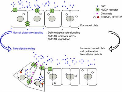 Pathogenesis of neural tube defects: The regulation and disruption of  cellular processes underlying neural tube closure - Engelhardt - 2022 -  WIREs Mechanisms of Disease - Wiley Online Library