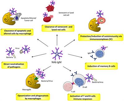 Frontiers | Congenital Hemolytic Anemias: Is There a Role for the ...