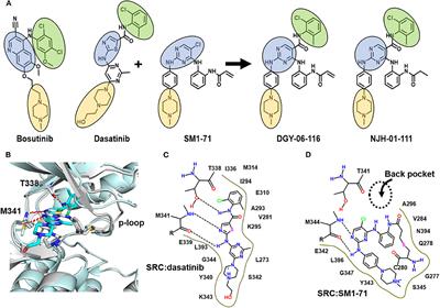 Frontiers | Structure and Characterization of a Covalent Inhibitor of ...