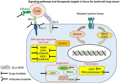 CD24+/CD38- as new prognostic marker for non-small cell lung cancer, Multidisciplinary Respiratory Medicine