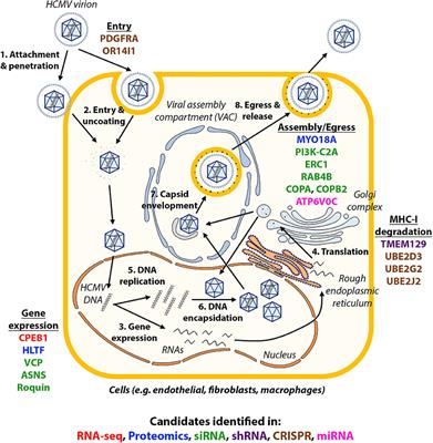 A Unique Role of the Human Cytomegalovirus Small Capsid Protein in