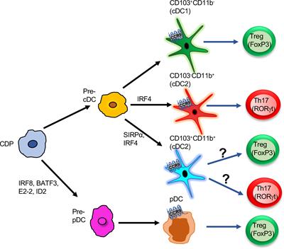 Frontiers | The Regulatory Function of CCR9+ Dendritic Cells in ...