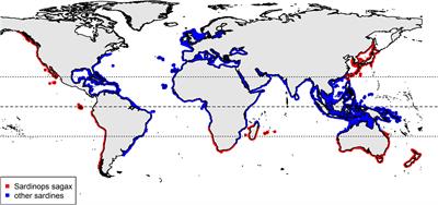 Frontiers | Plastic Ingestion in Sardines (Sardinops sagax) From ...