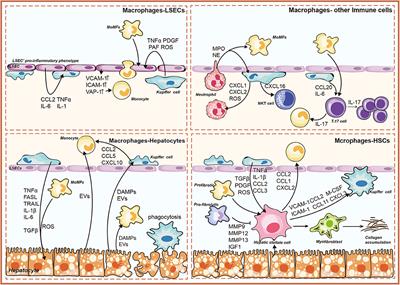 Frontiers | Crosstalk Between Liver Macrophages and Surrounding Cells ...