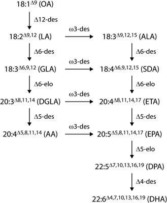 Frontiers Development Of A Brassica Napus Canola Crop Containing Fish Oil Like Levels Of Dha In The Seed Oil Plant Science