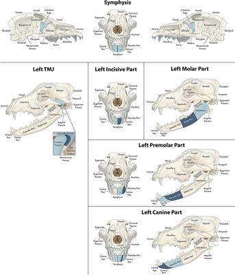 Frontiers Craniomaxillofacial Trauma In Dogs Part Ii Association Between Fracture Location Morphology And Etiology Veterinary Science