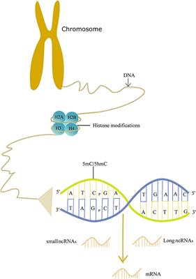 Frontiers | Epigenetics: Recent Advances and Its Role in the Treatment ...