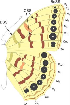 Frontiers | Anterior–Posterior Patterning in Lepidopteran Wings