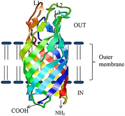 Frontiers Application Of Outer Membrane Protein Based Vaccines Against Major Bacterial Fish Pathogens In India Immunology