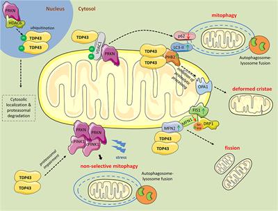 Frontiers | RNA-Binding Proteins Implicated in Mitochondrial Damage and ...