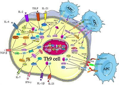 Frontiers Th9 Cell Differentiation And Its Dual Effects In Tumor Development Immunology