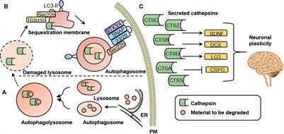 Frontiers | The Role of Cathepsins in Memory Functions and the ...