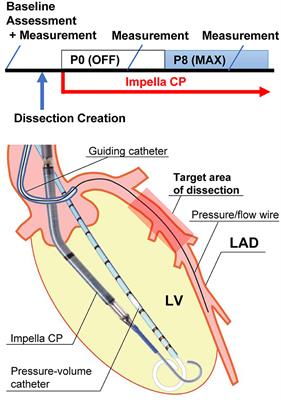 Frontiers | Novel Porcine Model of Coronary Dissection Reveals the ...