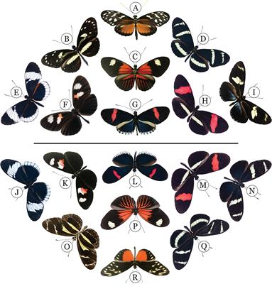 Frontiers From Patterning Genes To Process Unraveling The Gene Regulatory Networks That Pattern Heliconius Wings Ecology And Evolution