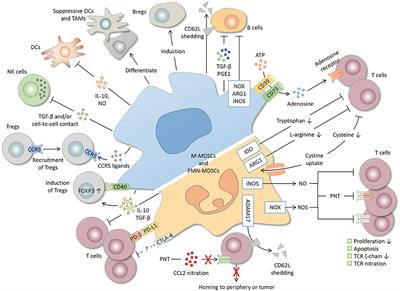 Frontiers | Myeloid-Derived Suppressor Cells in Tumors: From Mechanisms ...