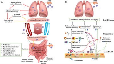 Frontiers | Intestinal Flora as a Potential Strategy to Fight SARS-CoV ...