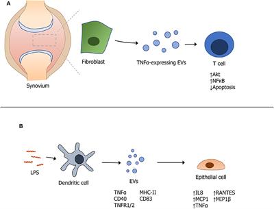 Frontiers | Modulating Cytokine Production via Select Packaging and ...