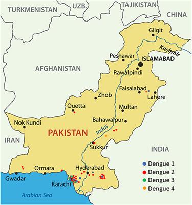 Frontiers | The Clinical Features of Co-circulating Dengue Viruses and ...