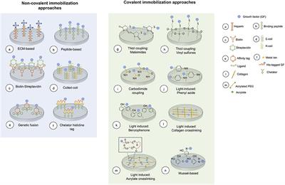 Frontiers Immobilization Of Growth Factors For Cell Therapy Manufacturing Bioengineering And Biotechnology
