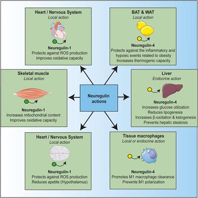 Frontiers | Neuregulin, an Effector on Mitochondria Metabolism That ...