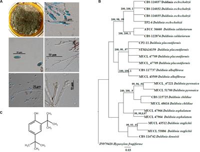 Frontiers 2 4 Di Tert Butylphenol Isolated From An Endophytic Fungus Daldinia Eschscholtzii Reduces Virulence And Quorum Sensing In Pseudomonas Aeruginosa Microbiology
