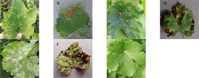 Frontiers | Grape Leaf Disease Identification Using Improved Deep ...