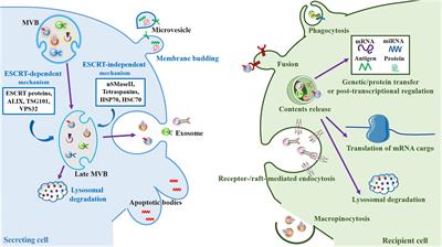 Frontiers | Brain Derived Exosomes Are a Double-Edged Sword in ...