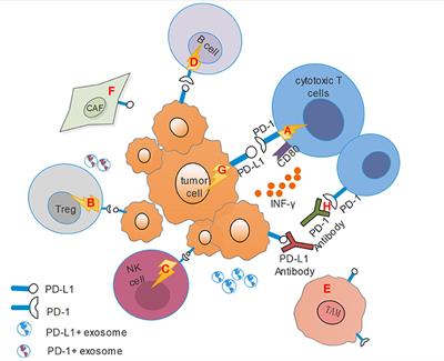 Frontiers | The Evolving Landscape of PD-1/PD-L1 Pathway in Head and ...