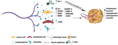 Frontiers | The Autonomic Regulation of Tumor Growth and the Missing Links