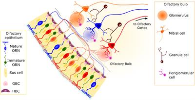 Role of ectopic olfactory receptors in glucose and lipid