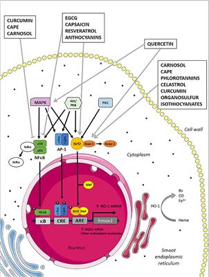 Frontiers | Naturally Derived Heme-Oxygenase 1 Inducers and Their ...