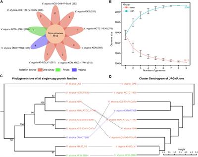 Frontiers Comparative Genomics Uncovers The Genetic Diversity And Characters Of Veillonella Atypica And Provides Insights Into Its Potential Applications Microbiology