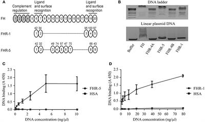 Frontiers Interaction Of The Factor H Family Proteins Fhr 1 And Fhr 5 With Dna And Dead Cells Implications For The Regulation Of Complement Activation And Opsonization Immunology