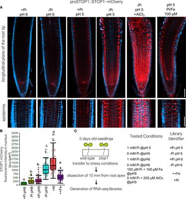 Frontiers | Dissection of Root Transcriptional Responses to Low pH ...