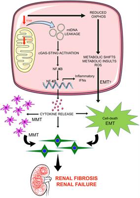 Frontiers | Loss of Mitochondrial Control Impacts Renal Health