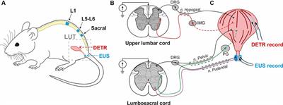 Time course for urethral neuromuscular reestablishment and its facilitated  recovery by transcutaneous neuromodulation after simulated birth trauma in  rats