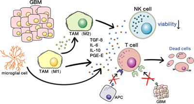 Frontiers | Recent Advances in Immune Cell Therapy for Glioblastoma