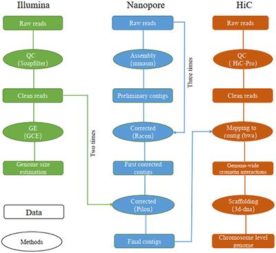 Frontiers | Chromosome Genome Assembly of the Leopard Coral Grouper ...