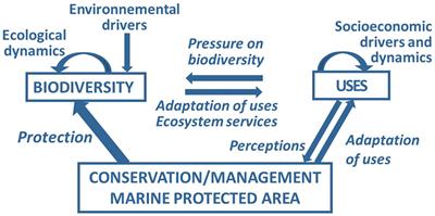 Frontiers Assessing The Effectiveness Of Coastal Marine Protected Area Management Four Learned Lessons For Science Uptake And Upscaling Marine Science