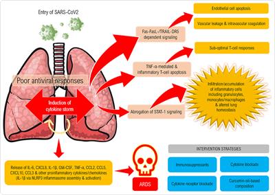 Frontiers | Could SARS-CoV-2-Induced Hyperinflammation Magnify the ...