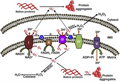 Frontiers | Molecular Perspectives of Mitochondrial Adaptations and ...