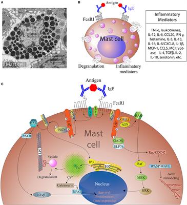 Frontiers | Emerging Roles of Mast Cells in the Regulation of Lymphatic ...