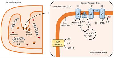 Frontiers | The Role of Mitochondria in Mood Disorders: From Physiology ...