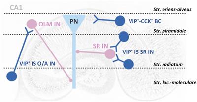 Frontiers Vip Modulation Of Hippocampal Synaptic Plasticity A Role For Vip Receptors As Therapeutic Targets In Cognitive Decline And Mesial Temporal Lobe Epilepsy Cellular Neuroscience