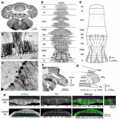 Frontiers Purkinje Cell Specific Knockout Of Tyrosine Hydroxylase Impairs Cognitive Behaviors Cellular Neuroscience