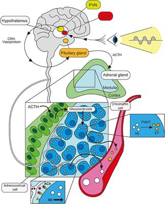 epinephrine and norepinephrine feedback loop