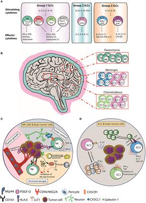 The Role Of Nk Cells And Innate Lymphoid Cells In Brain Cancer Immunology Frontiers