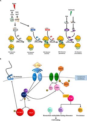 Frontiers | Combatting Persister Cells With Substituted Indoles